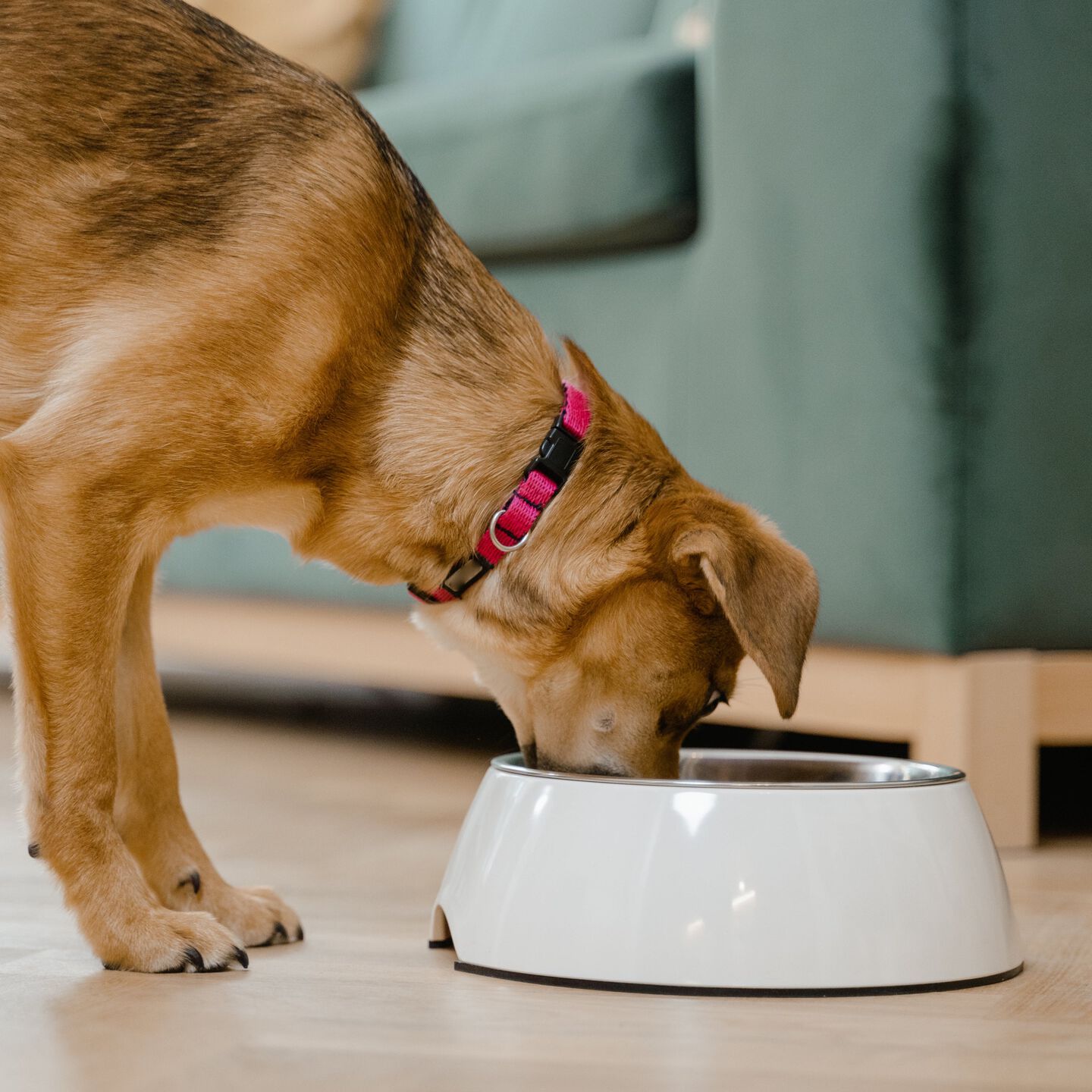 <b>HOW DO I KNOW IF MY DOG IS ALLERGIC TO CHICKEN?</b><br><br>Work out if your dog has a chicken allergy and learn how to manage their symptoms...</br>